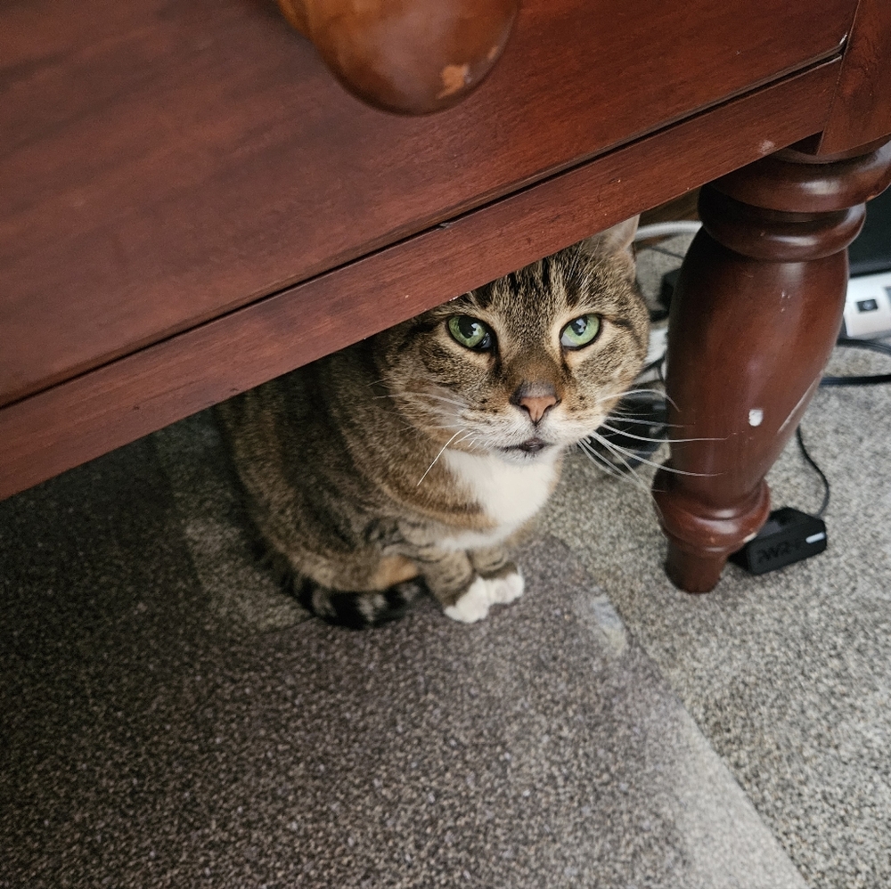 Meet your Posher, Meredith